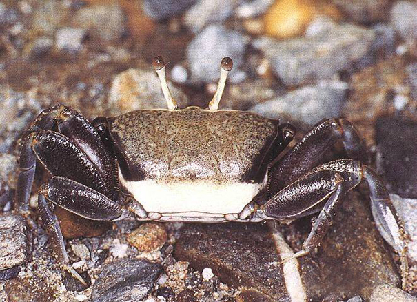  p>台湾招潮蟹(学名:uca formosensis)最大的特征是雄蟹具有一对大小