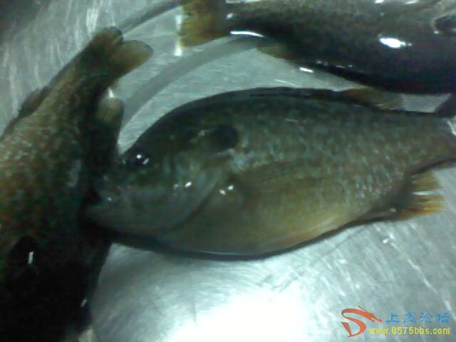  p>太阳鱼, a target="_blank" href="/item/淡水鱼类/4446197" data