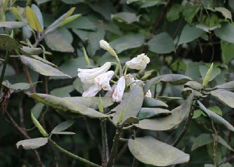  p>大云锦杜鹃(学名: i>rhododendron faithae  /i>chun.
