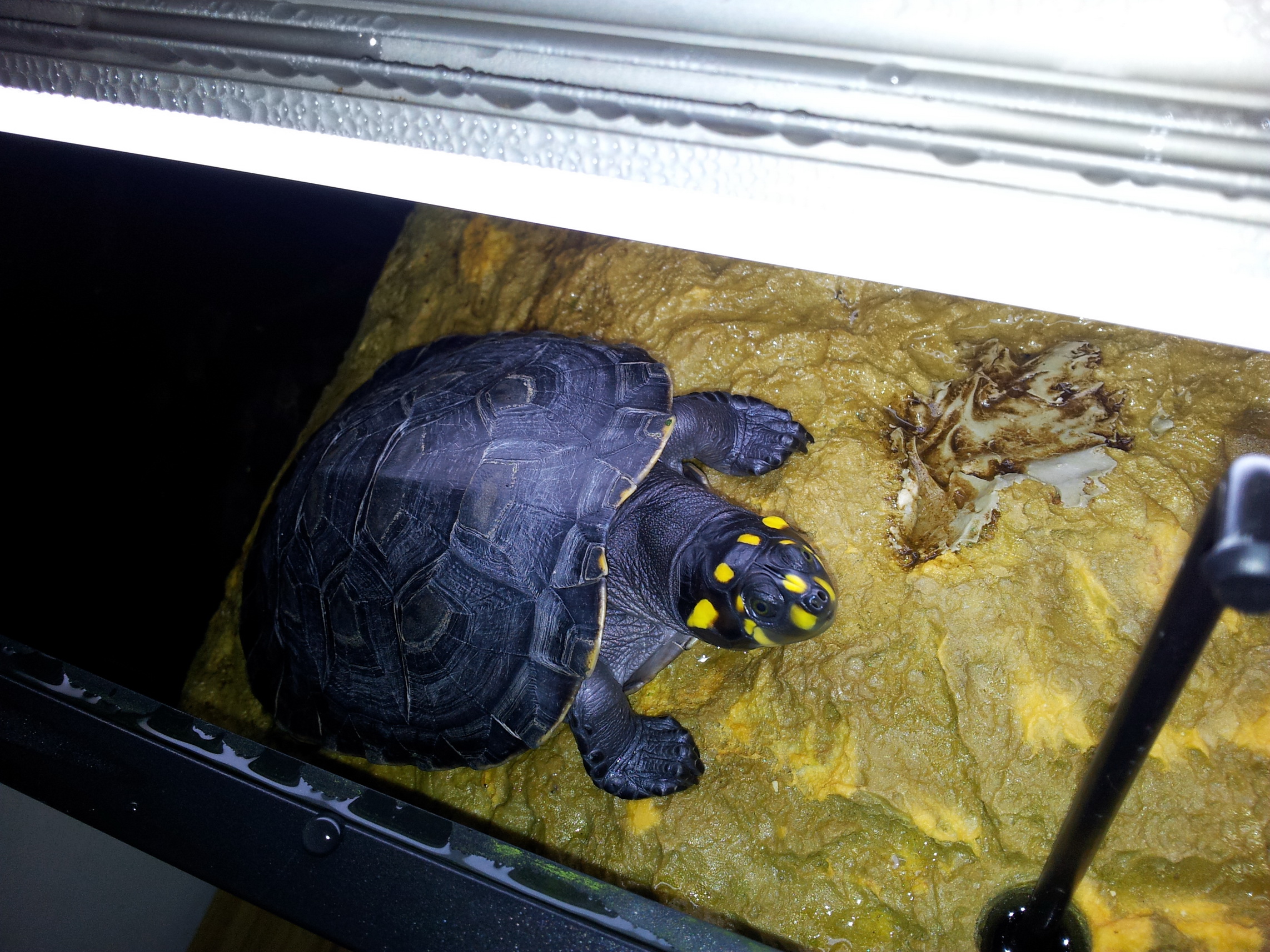  p>黄头侧颈龟(学名: i>podocnemis unifilis /i>)是侧颈龟科,南美侧