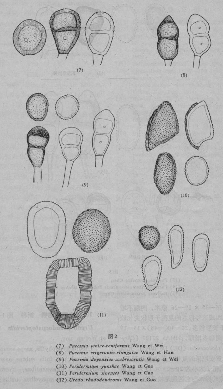  p>中国被胞锈是 a target="_blank" href="/item/锈菌目/11058376"