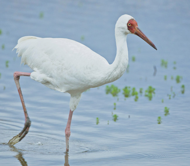  p>白鹤(学名: i>grus leucogeranus /i>):是大型 a target="_blank"