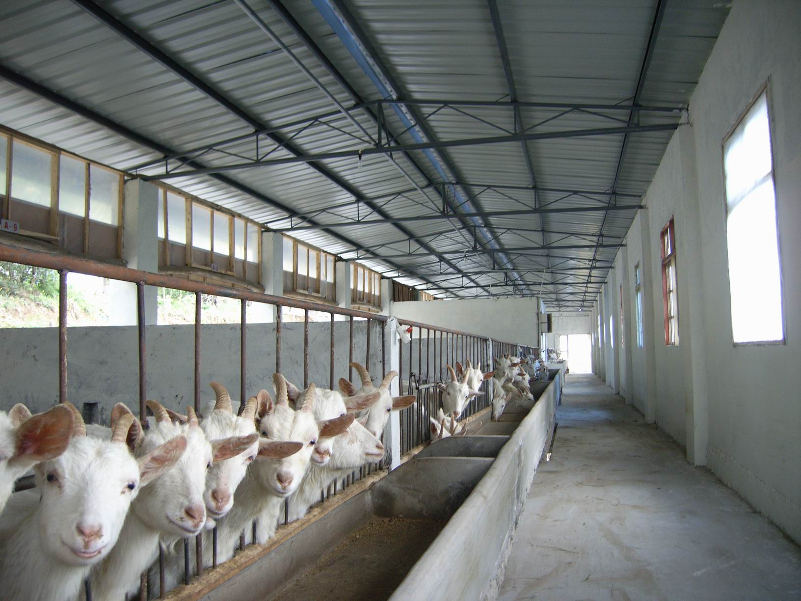  p>奶山羊,是乳用品种的 a href="#" data-lemmaid="620683">山羊 /a>