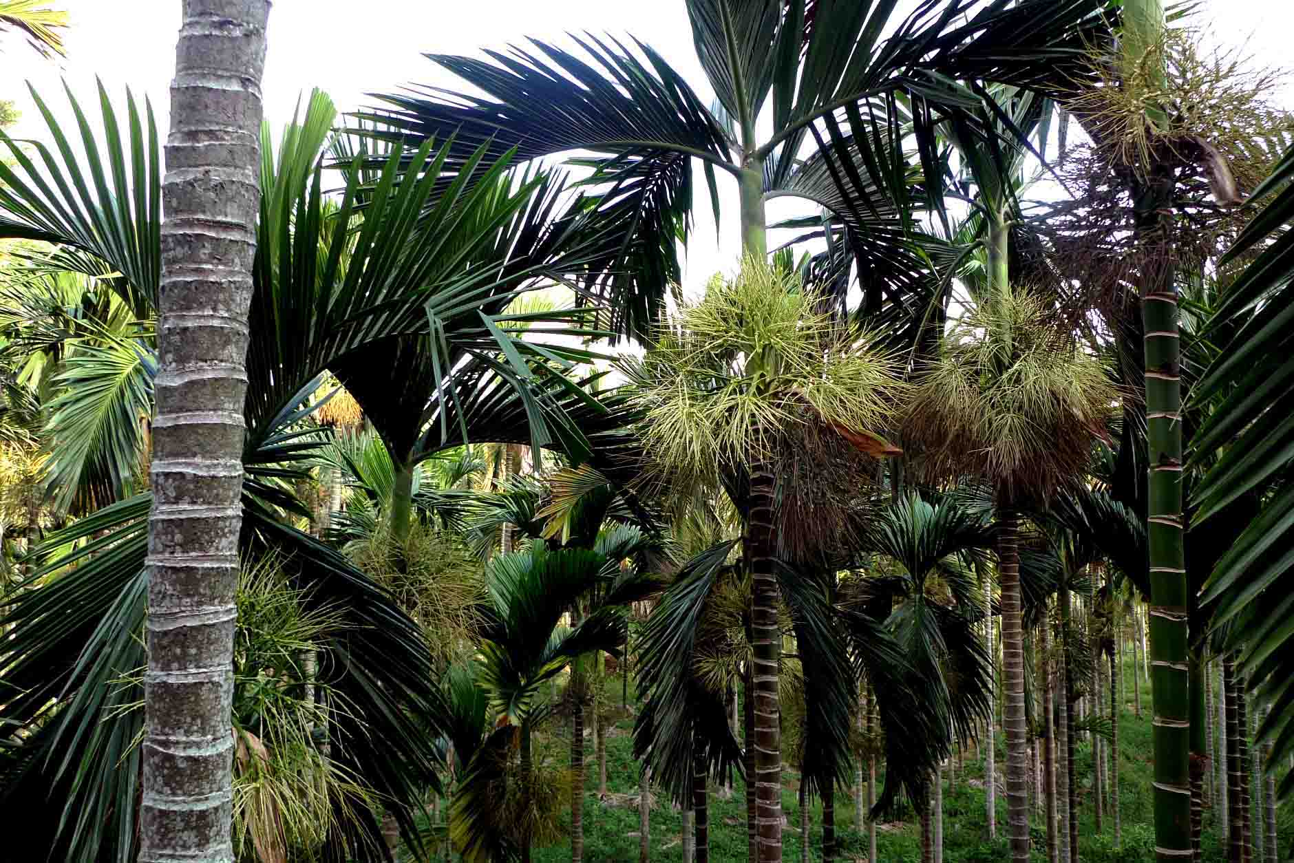 ">棕榈科 /a>, a target="_blank" href="/item/山槟榔属/3213783"