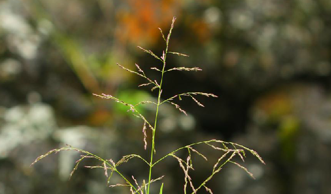  p>水甜茅是 a href="#" data-lemmaid="2519498">甜茅属 /a>的一种