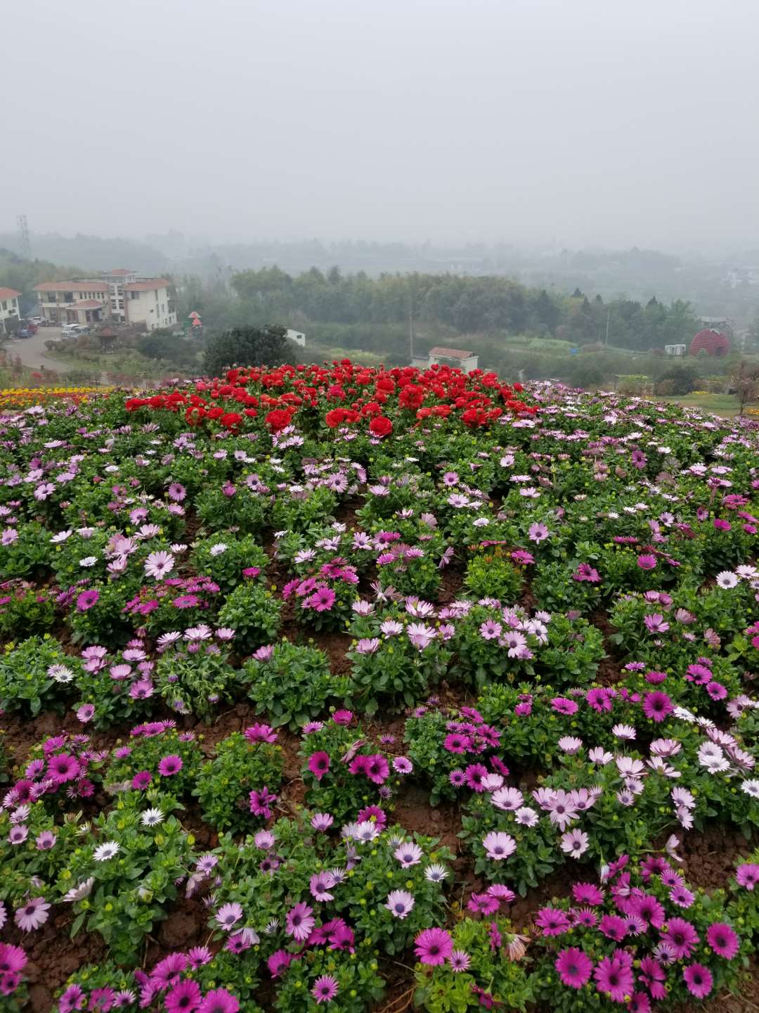  p data-id="gnvh2ch11p">喜来登杨梅小镇位于四川省成都市天府新区