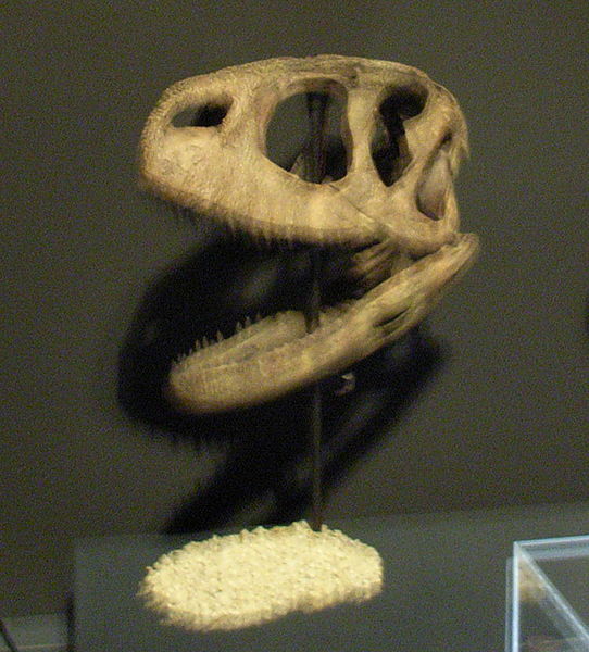  p>皱褶龙(属名:rugops)意为"有皱纹的面孔",是 a target="_blank"