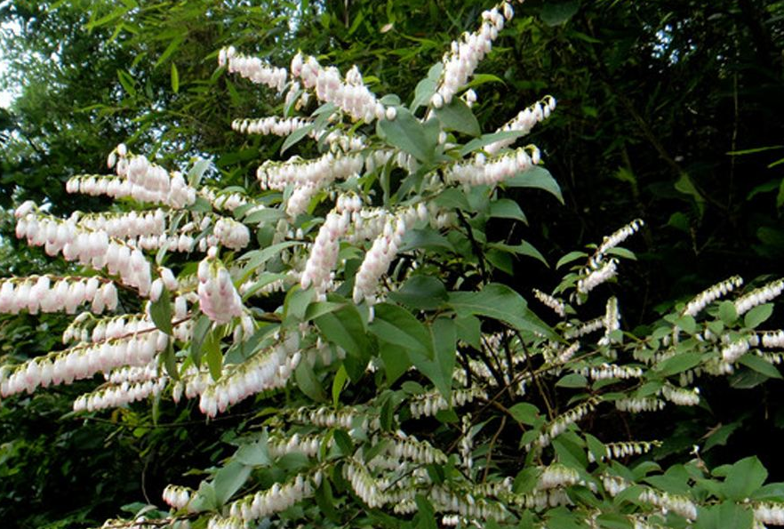  p>毛果珍珠花(学名:lyonia ovalifolia (wall.) drude var.