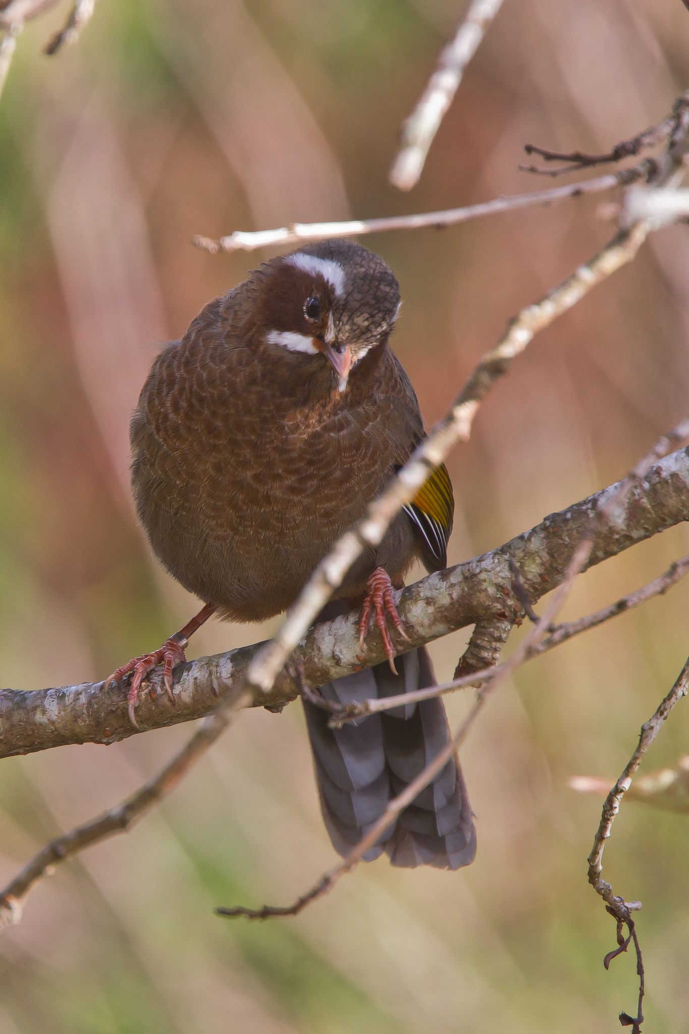  p>玉山噪鹛(学名: i>garrulax morrisonianus /i>)中等体型的褐色