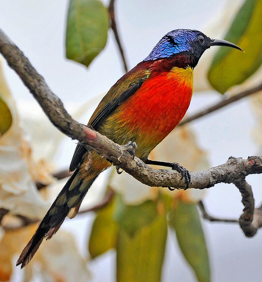 aethopyga  nipalensis