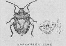 松全蝽_百度百科