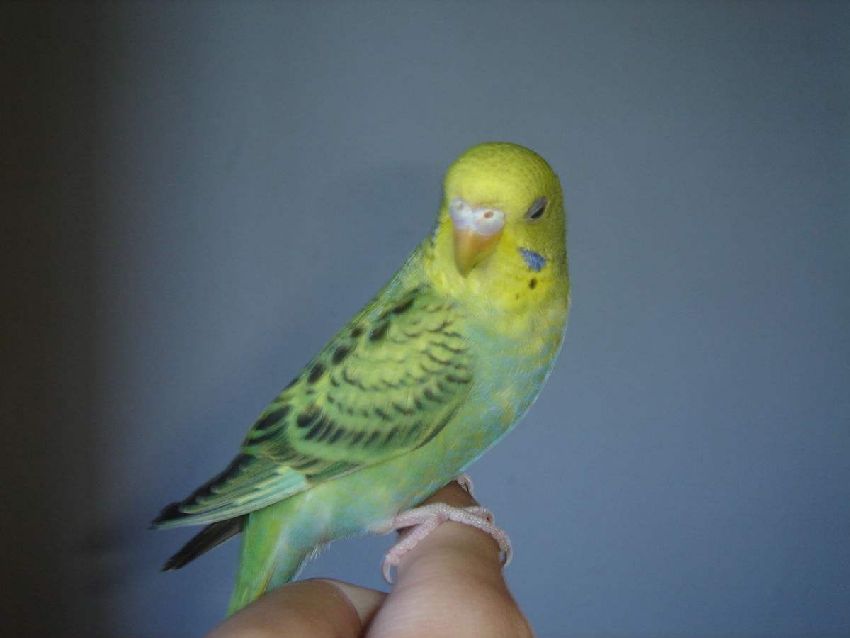  p>黄绿吸蜜鹦鹉(学名:trichoglossus flavoviridis)羽色鲜艳,主要以