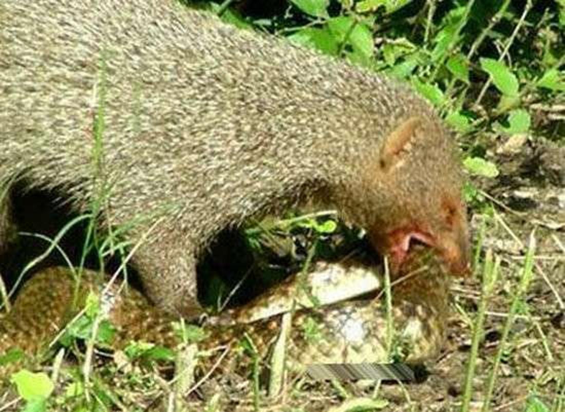  p>红颊獴(拉丁学名: i>herpestes javanicus /i>)又叫斑点獴,赤面獴