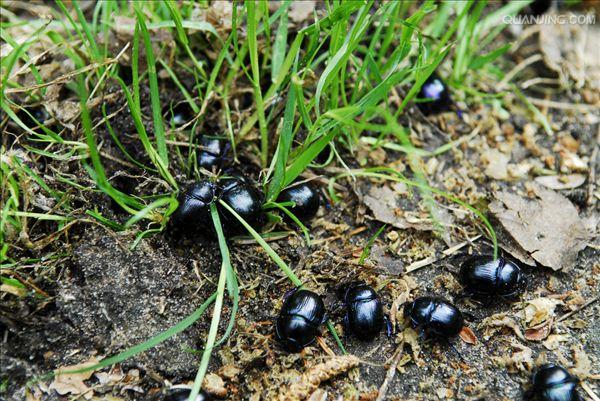 幼虫在其上取食的一 种金龟科甲虫(如粪金龟)——俗称"屎壳郎"