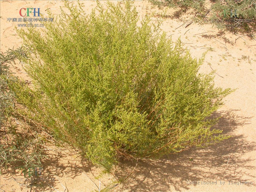 artemisia desertorum