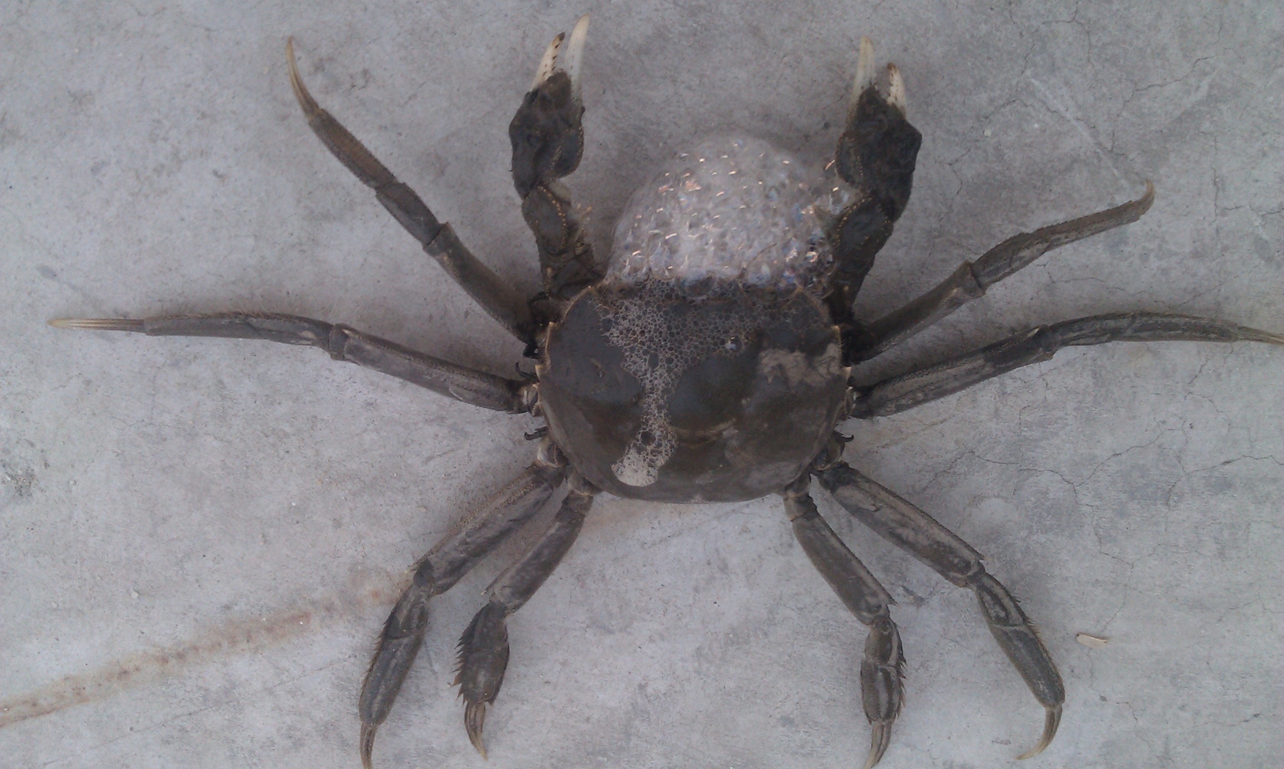 河蟹/85359" data-lemmaid="85359">河蟹 /a>,也叫"螃蟹"或"毛蟹", a