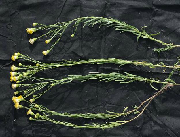  p>新疆麻菀(学名: i>linosyris tatarica /i> (less.) c. a.