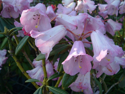  p>银叶杜鹃(学名: i>rhododendron argyrophyllum /i> franch.