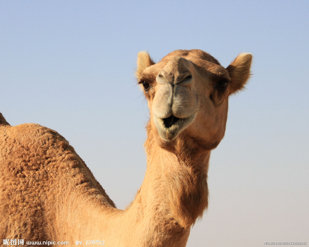 p>野骆驼(学名: i>camelus ferus /i>)巨大的 a target="_blank"