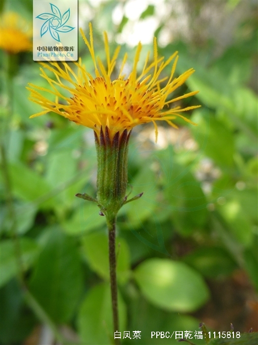  p>白凤菜(学名: i>gynura formosana /i> kitam.