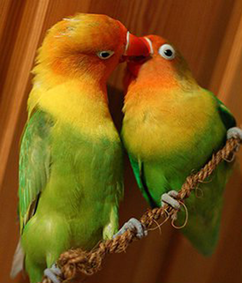 费氏牡丹鹦鹉