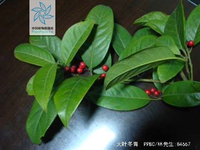  p>大叶冬青(学名:ilex latifolia thunb.