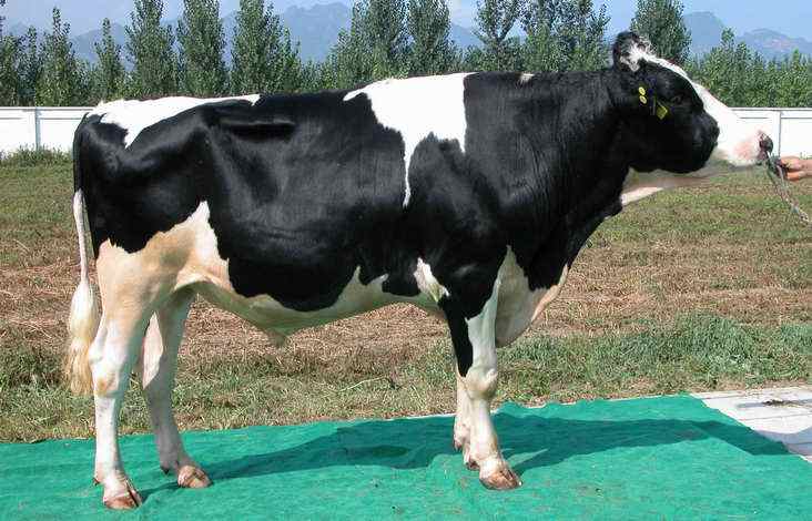 中国荷斯坦奶牛