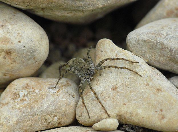  p>细腿豹蛛(学名:pardosa sp.