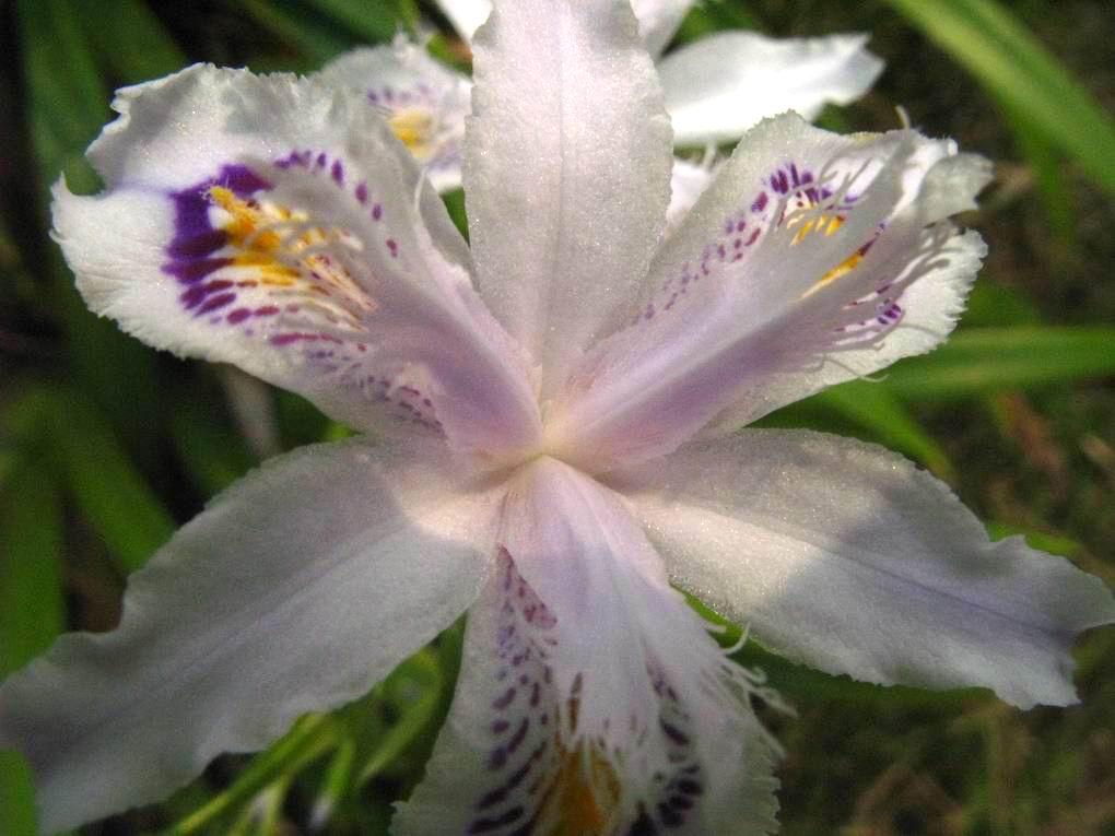  p>鸢尾兰(学名: i>oberonia iridifolia /i>  roxb. ex lindl.