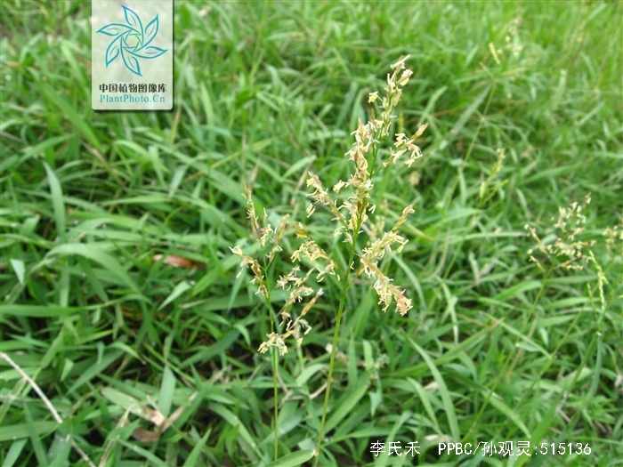  p>李氏禾(学名:leersia parviflora&nbsp;&nbsp;leersia