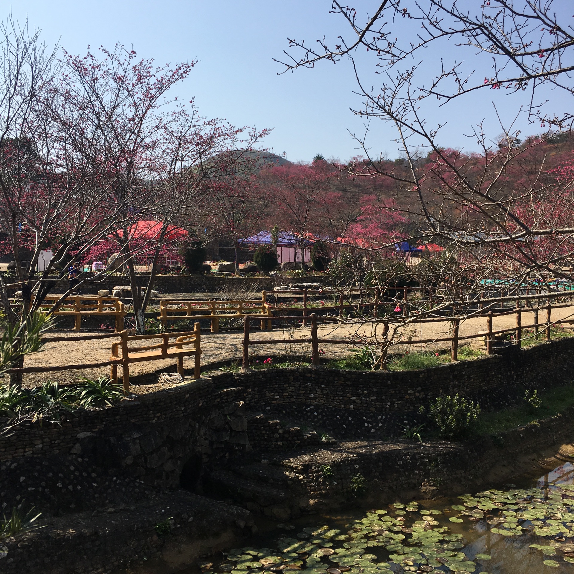 a>新丰县黄礤镇杰荣樱花峪,总面积800多亩,樱花谷已成为广东规模最大