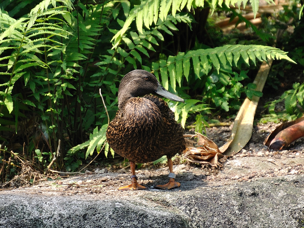  p>麻斑鸭(学名:anas melleri)属鸭科鸭属中型 a target="_blank"