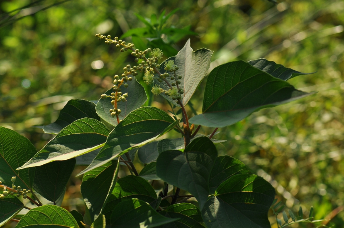 为大戟科植物野梧桐 i>mallotus japonicus /i> (thunb.) muell. arg.