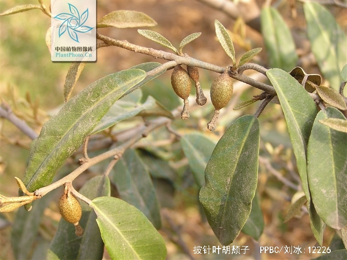  p>披针叶胡颓子,别名: a href="#" data-lemmaid="10486238">大披