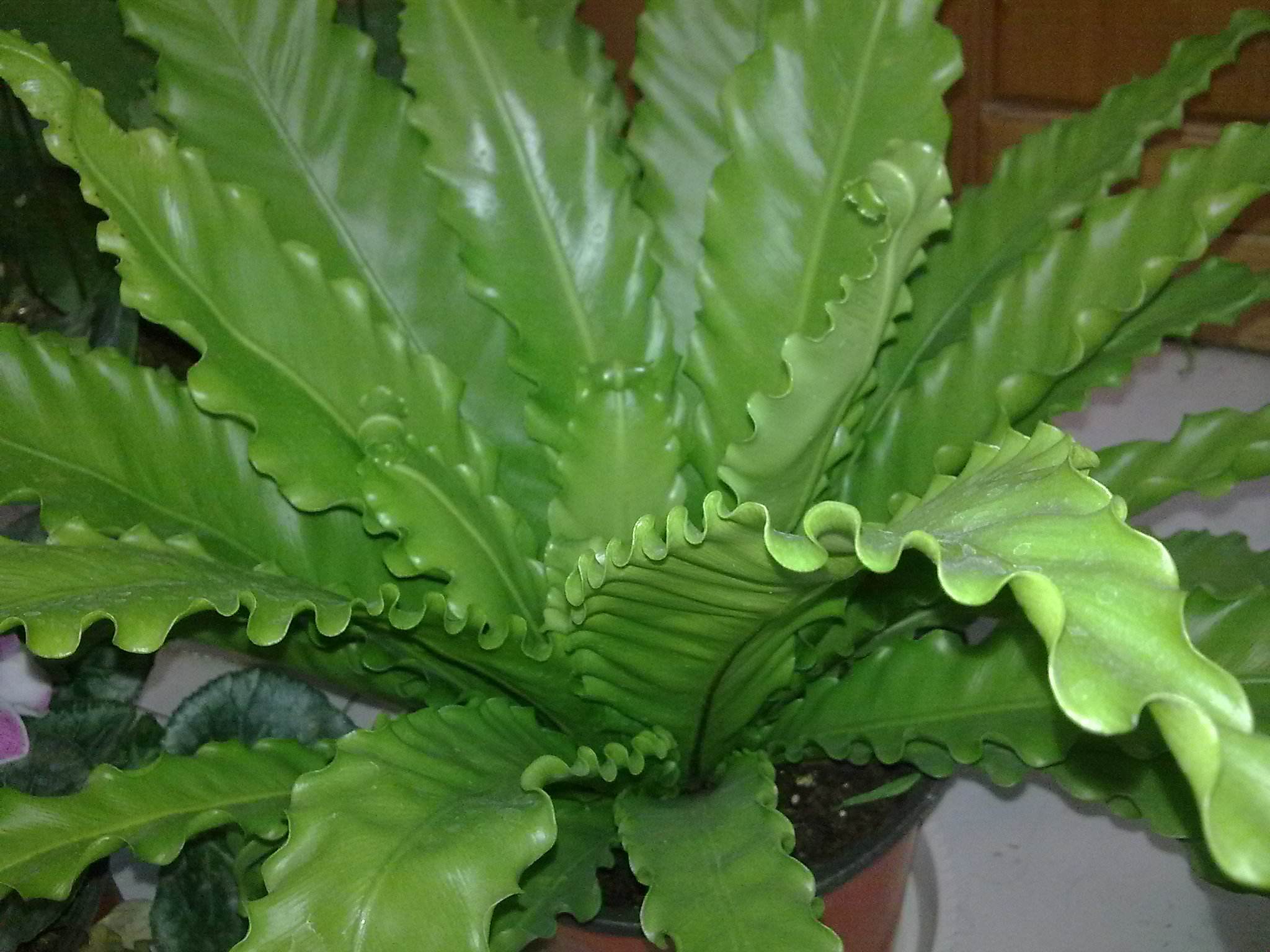  p>鸟巢蕨(拉丁学名: i>asplenium nidus /i>),又名山苏花,为铁角蕨科