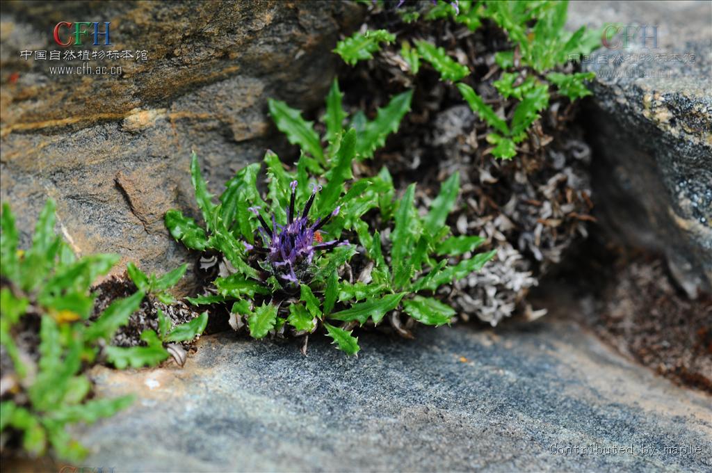  p>锥叶风毛菊,是 a href="#">菊科 /a>多年生无茎草本,植株矮小,高1.