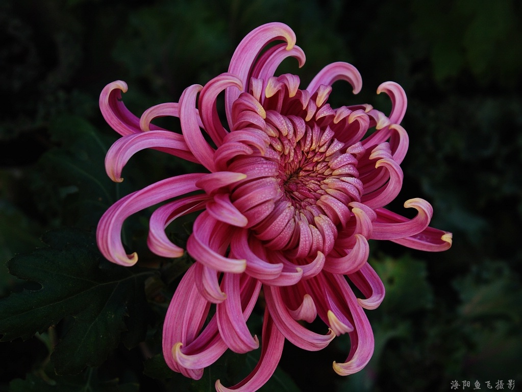 西域冰菊