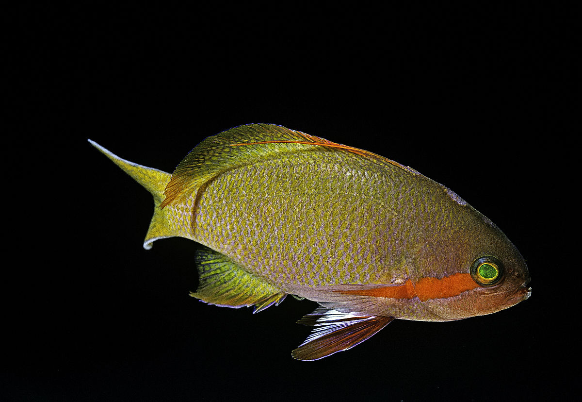  p>蝶鱼(butterflyfish),又名 a target="_blank" href="/item/蝴蝶鱼