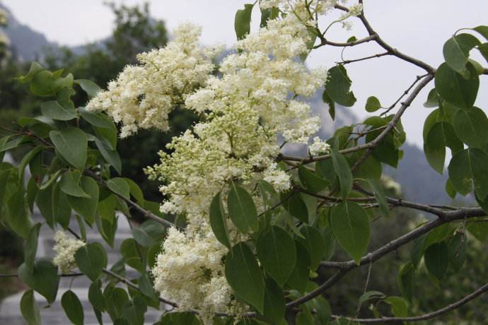 暴马丁香的花语是什么(暴马丁香花的作用与功效)