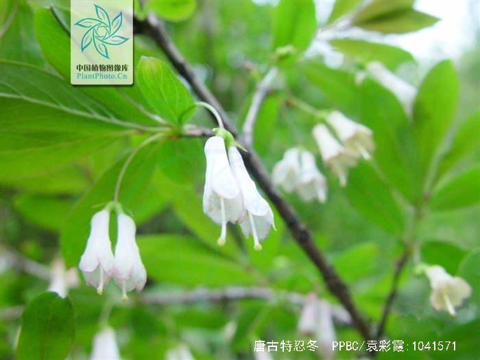  p>唐古特忍冬(学名: i>lonicera tangutica /i> maxim.