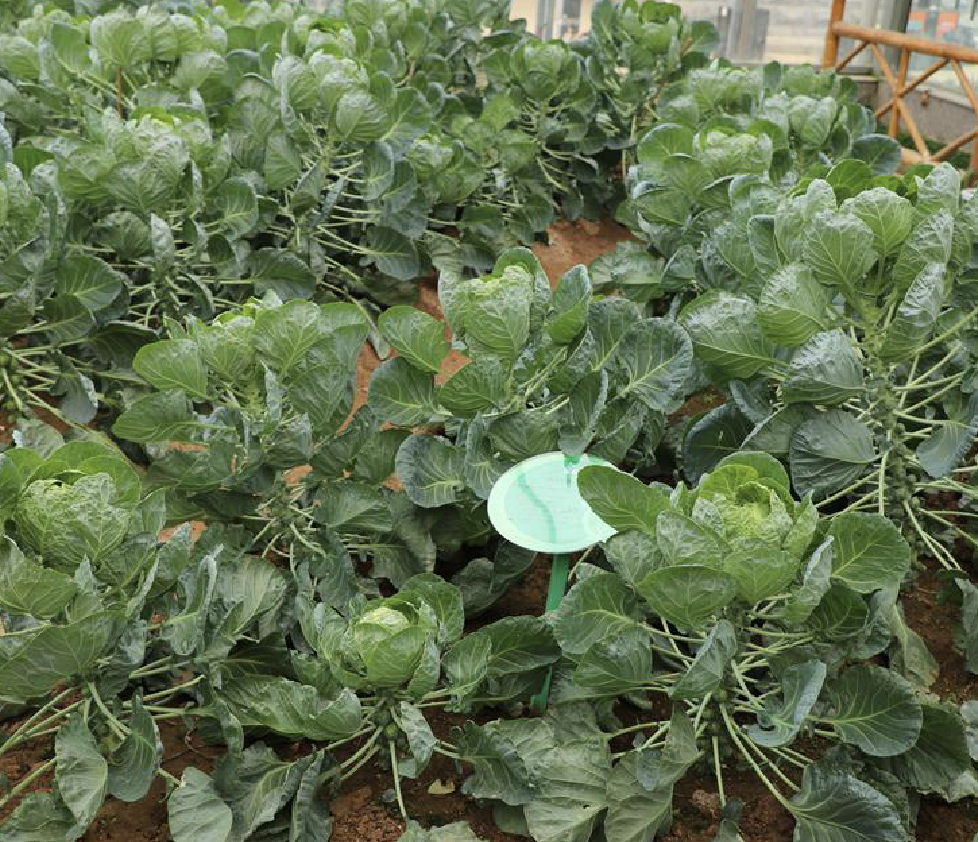  p>抱子甘蓝(学名: i>brassica oleracea /i> l. var.