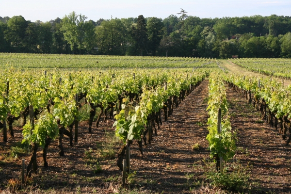 庄园拥有54公顷葡萄园,红葡萄的种植比例为55%美乐(merlot),40%赤霞珠