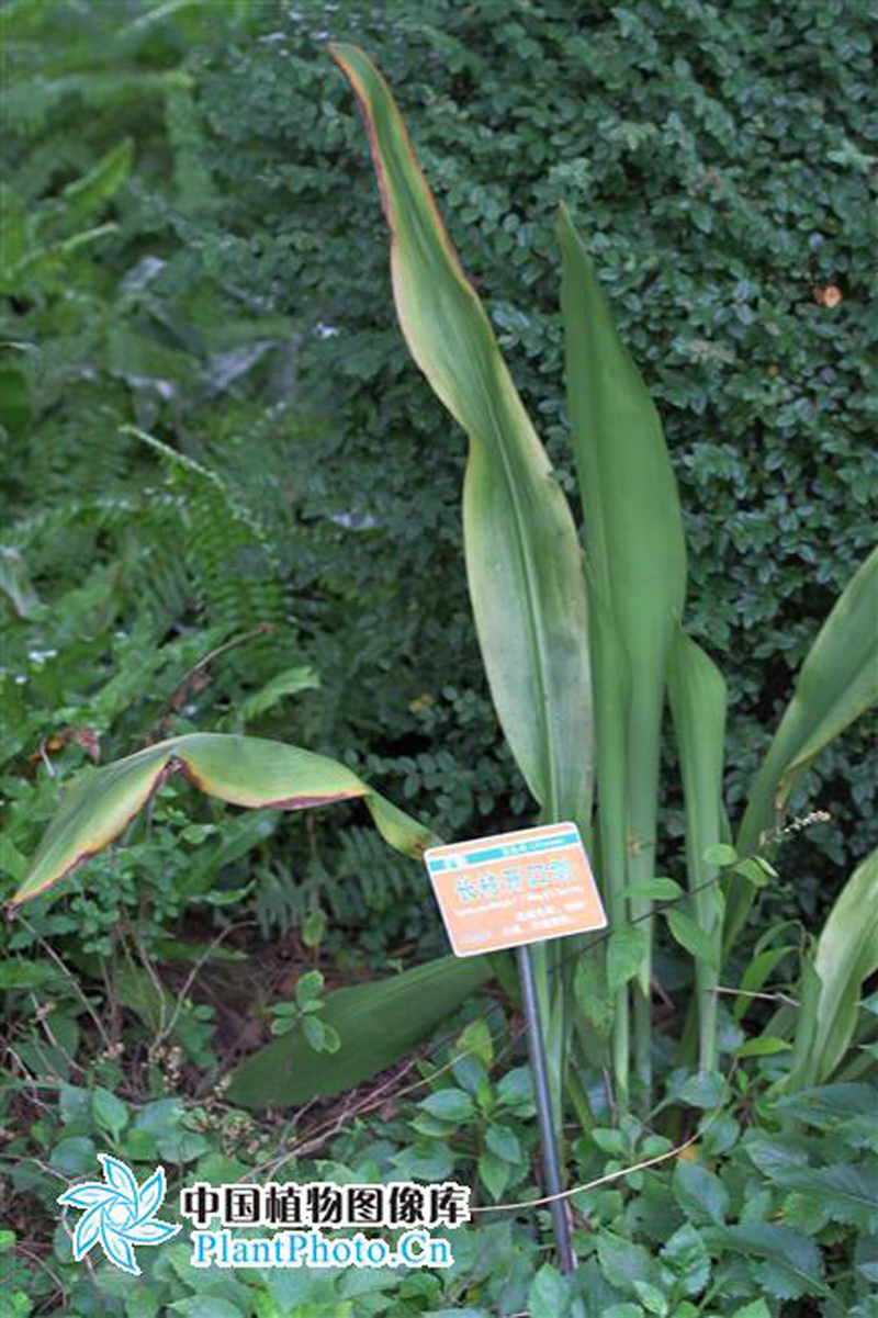  p>长柱开口箭, a target="_blank" href="/item/多年生草本/3514470"