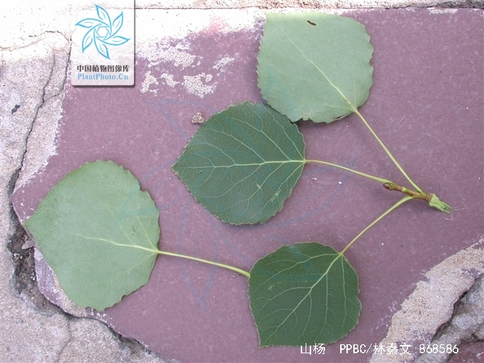  p>山杨(学名: i>populus davidiana  /i>dode