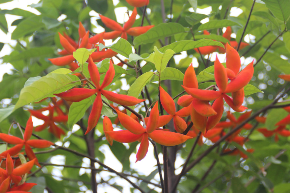 锦葵科苹婆属乔木植物.