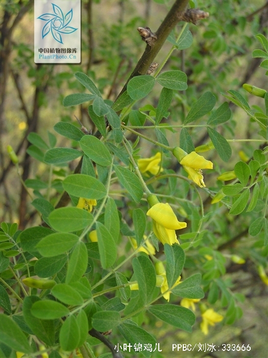  p>小叶锦鸡儿( i>caragana microphylla /i> lam) 是豆科锦鸡儿属