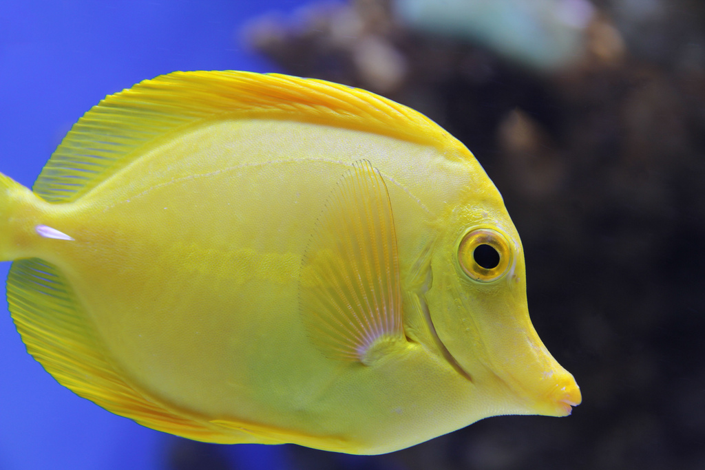  p>黄高鳍刺尾鱼(学名: i>zebrasoma flavescens /i>)其体卵圆而侧扁