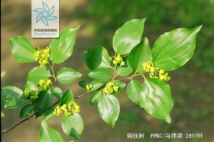 铜钱树