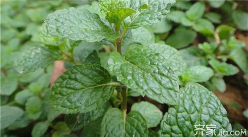 鱼香菜