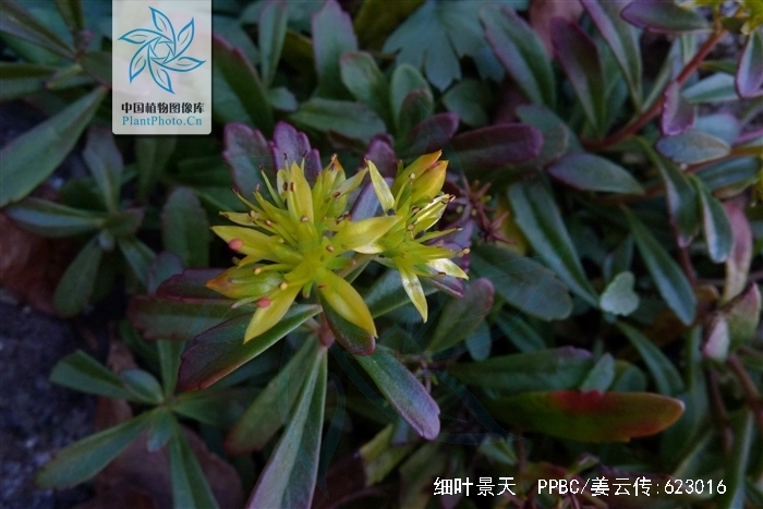  p>细叶景天,是 a target="_blank" href="/item/双子叶植物纲">双子